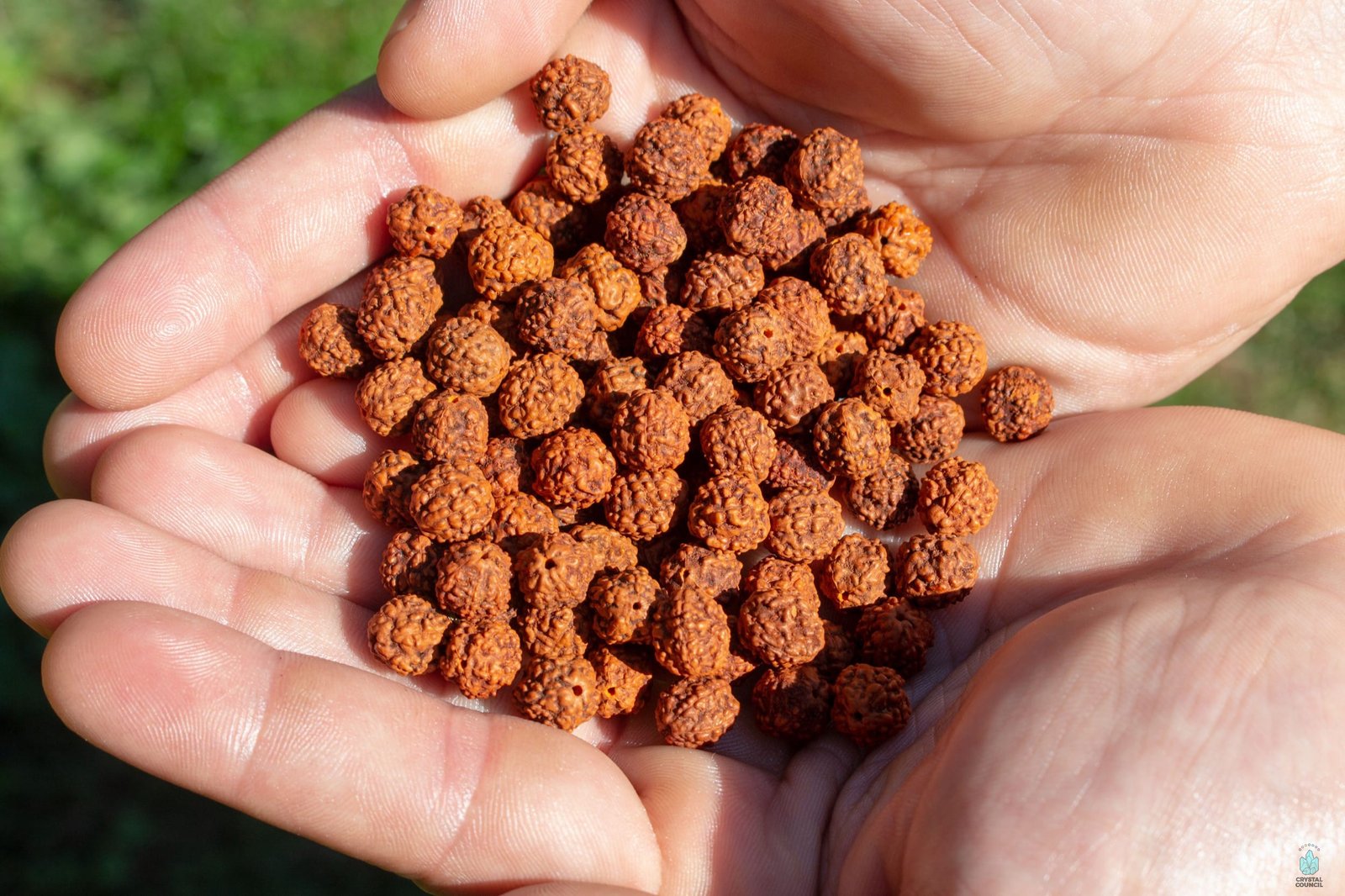 Rudraksha Identification